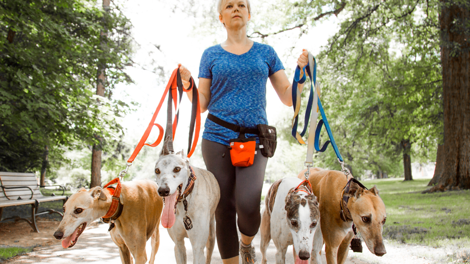 The shop dog walker